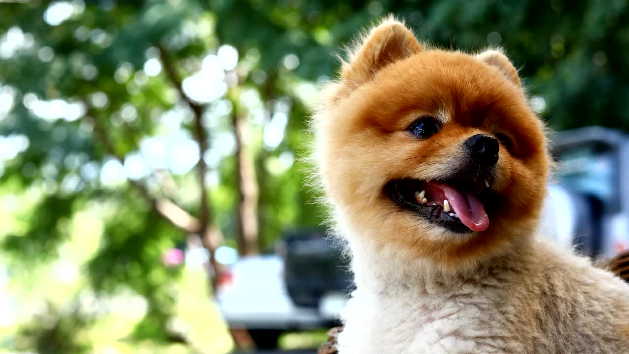 개 행복한 미소