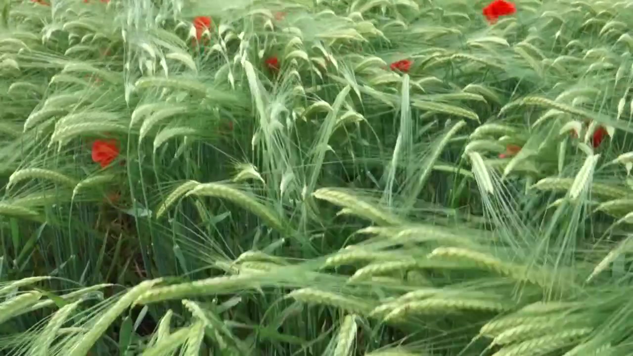 Campo de trigo con amapolas rojas meciéndose con el viento en un día soleado, primer plano, paneo ascendente