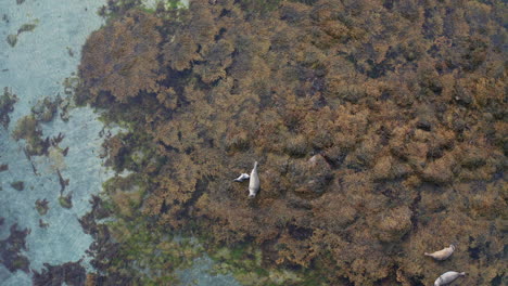 grey harbor seals with pup resting on the bed of seaweeds in west iceland