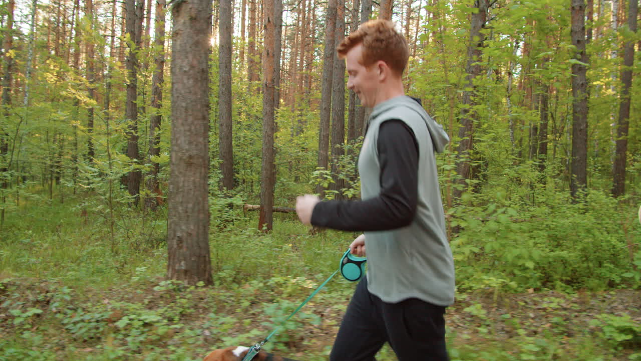 한  의 개 들 이 숲 에서 산책 하고 있다