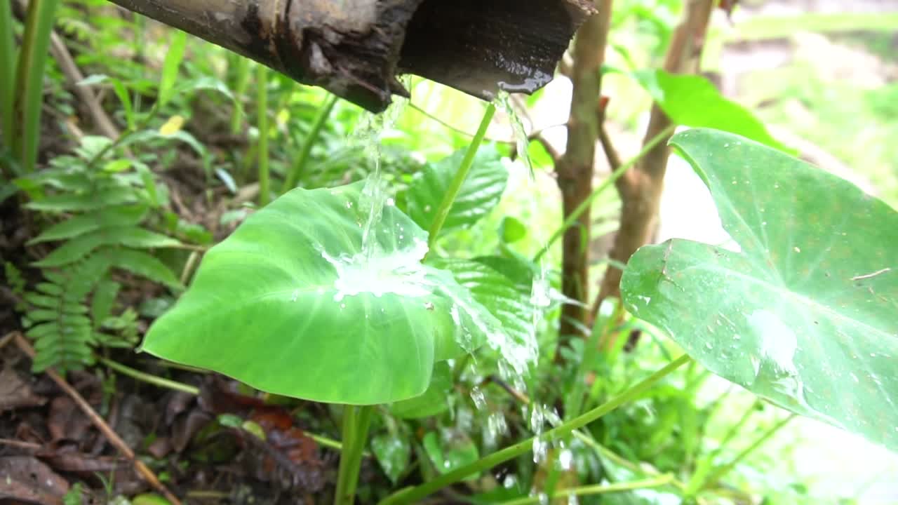 chorro de agua goteando agua de lluvia en una hoja verde a prueba de agua y deslizándose