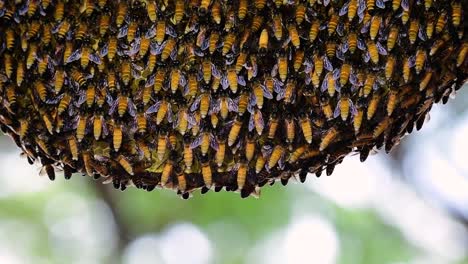 giant honey bees are known to build large colonies of nest with symmetrical pockets made of wax for them to store honey as their food source