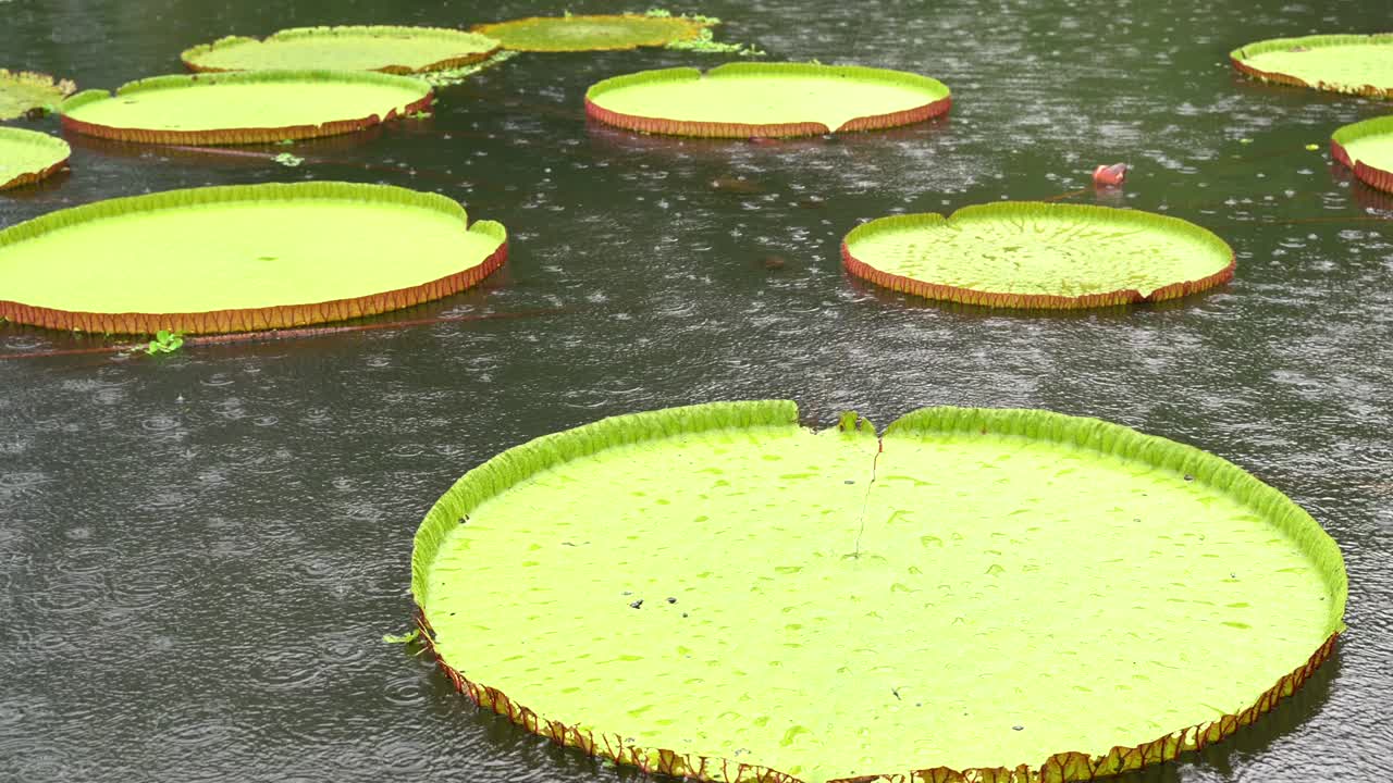 비가 오는 날 에 빅토리아 아마조니카 (nymphaeaceae) 식물 로 인 연못