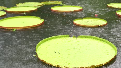 water pond covered with victoria amazonica (nymphaeaceae) plants on a rainy day