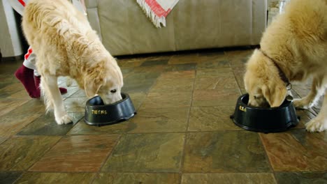 dogs eating food from bowl 4k