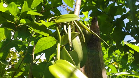 Close-up-of-vanilla-vine-orchid-with-bean-pods-growing-on-a-farm-in-hot,-humid-and-sunny-tropical-island-destination