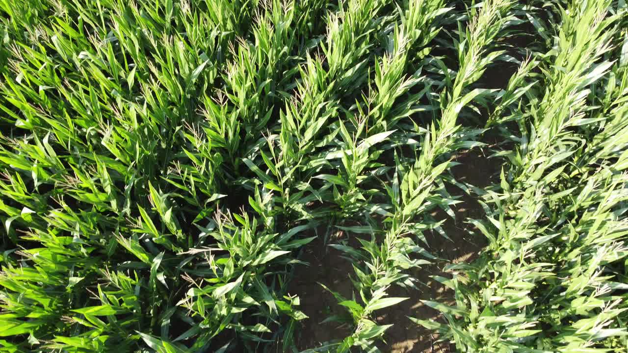 vuelo cercano sobre maíz maíz