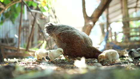 hen chick rearing in natural