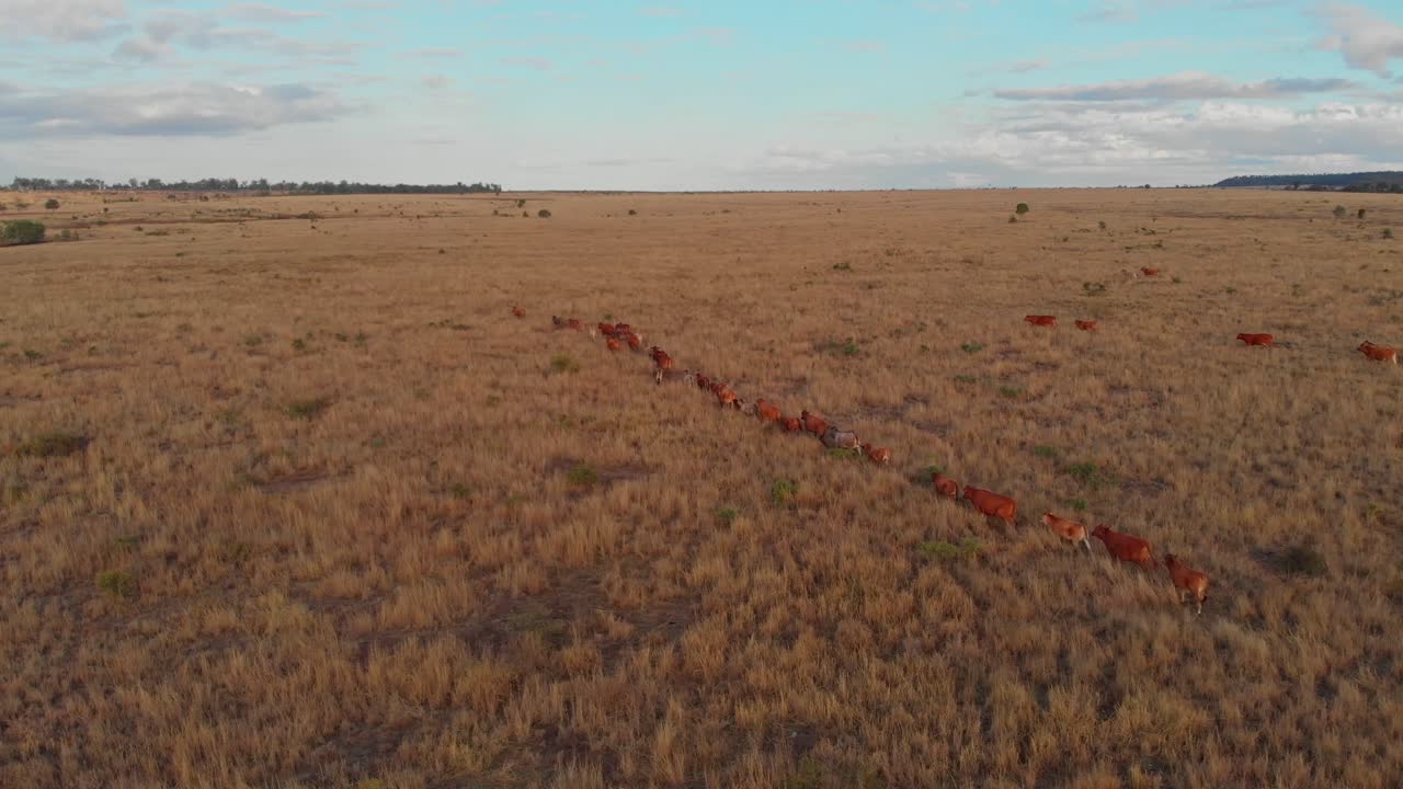 Kvæg der løber i Emeralds buskads, Queensland, Australien
