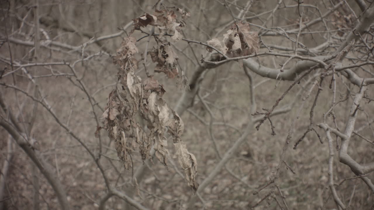 still view of dry branches and leaves in fall winter forest at sunset leafless lifeless trees branches dry grass on ground with dry leaves blowing in air by wind in wild in Europe Netherlands