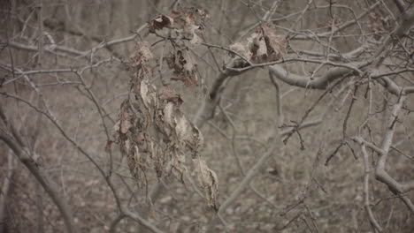 still view of dry branches and leaves in fall winter forest at sunset leafless lifeless trees branches dry grass on ground with dry leaves blowing in air by wind in wild in europe netherlands