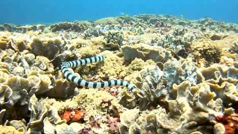 banded sea snake swims at camera and hunts along the coral reef