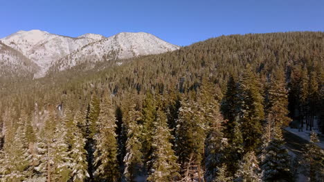 rise up over douglas fir trees with view of mountain peaks in lake tahoe, nevada on a gorgeous clear blue sky winter day