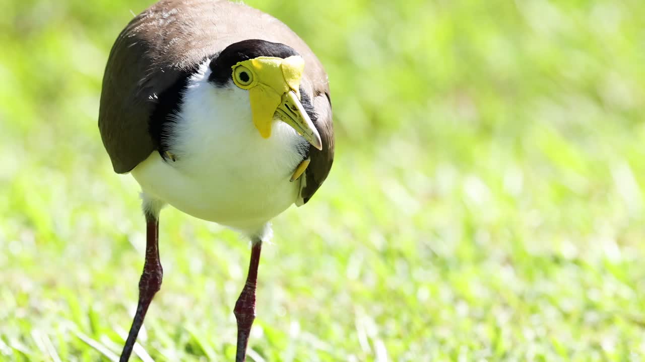 A bird with a striking yellow face vocalizes while standing on a sunlit grassy area.