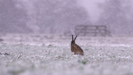 european brown hare stands to shake off snow in meadow during snowfall