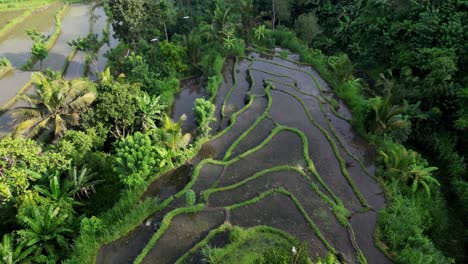 drone flyover rice terraces and tropical jungle with birds