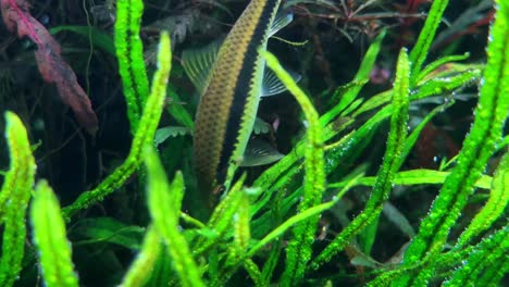 fish swimming in a lush green aquarium with vibrant plants and colorful surroundings