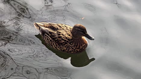 close up of ducks swimming in water