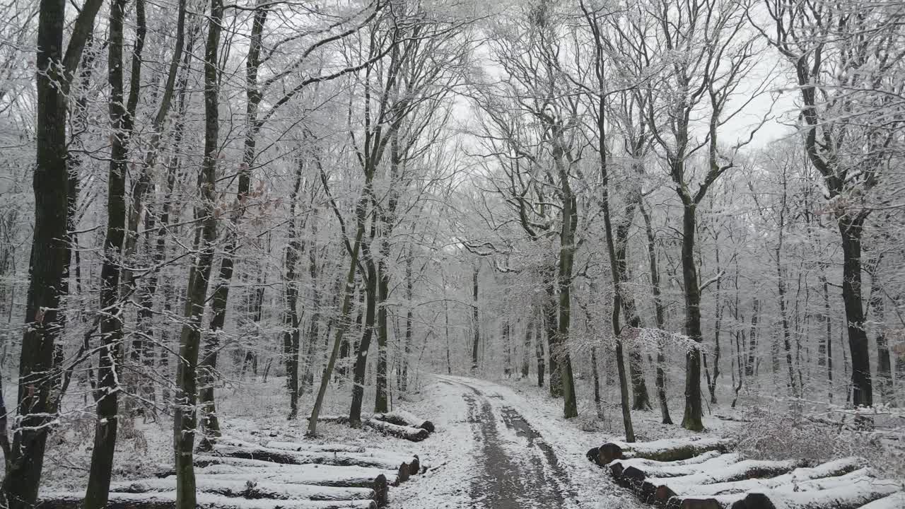 Snowy path in a forest. Take up towards the sky. Mysterious cinematic shot. France