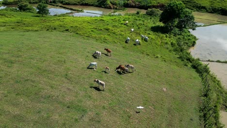 aerial view of cattle herd graze in green pasture near water source, philippines