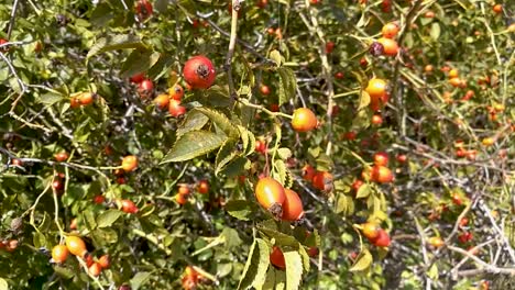 Healthy red rose hips in late summer sunshine gently moving in the breeze