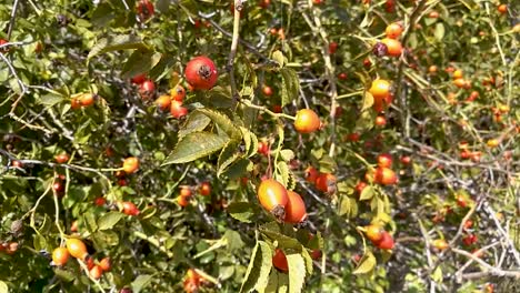 healthy red rose hips in late summer sunshine gently moving in the breeze