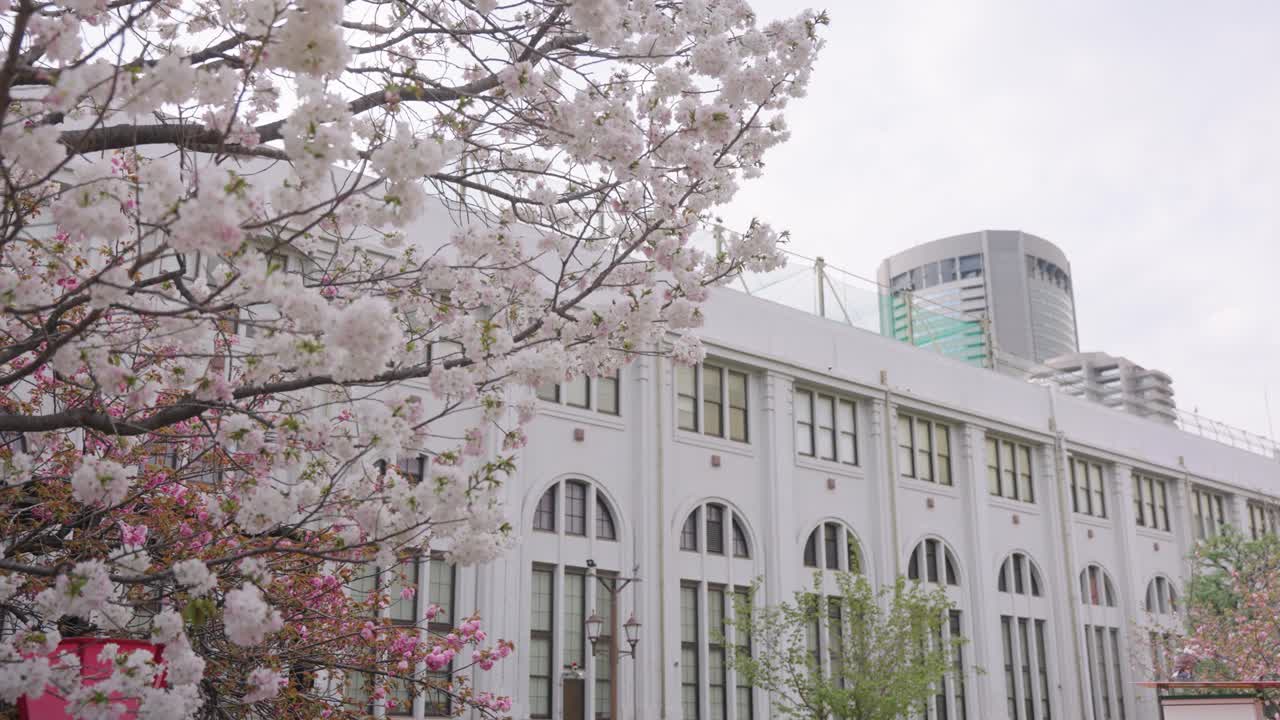 Spring in Japan, Sakura Cherry Trees Bloom over Osaka Mint Bureau