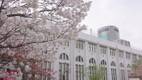 spring in japan, sakura cherry trees bloom over osaka mint bureau