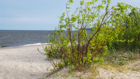 exuberantes plantas verdes meciéndose en la brisa del océano con olas en el fondo en polonia