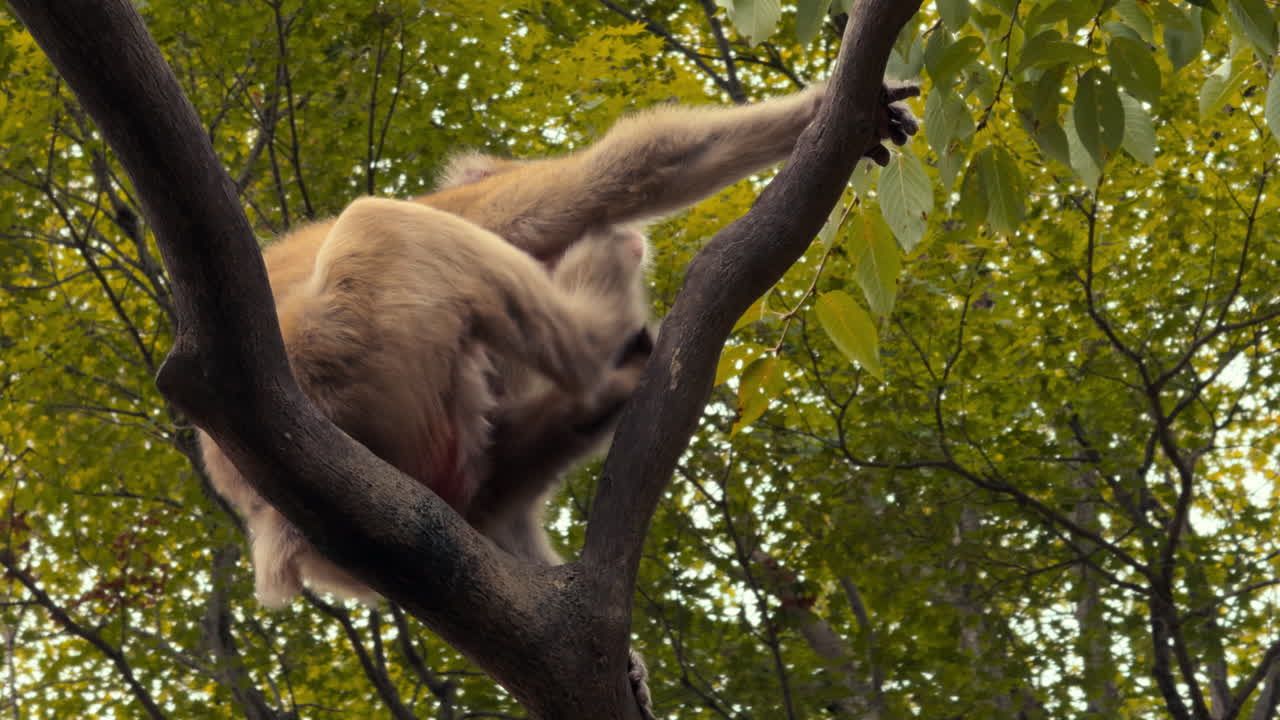A Japanese macaque grips a tall tree trunk, looking upward with focus, surrounded by lush forest canopy