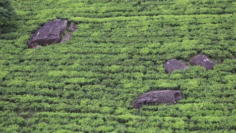 sri lanka - tea plantation on hill