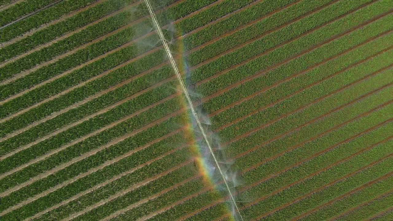 Vista aerea di un campo di tulipani con nebbia e arcobaleno, Keukenhof, Paesi Bassi
