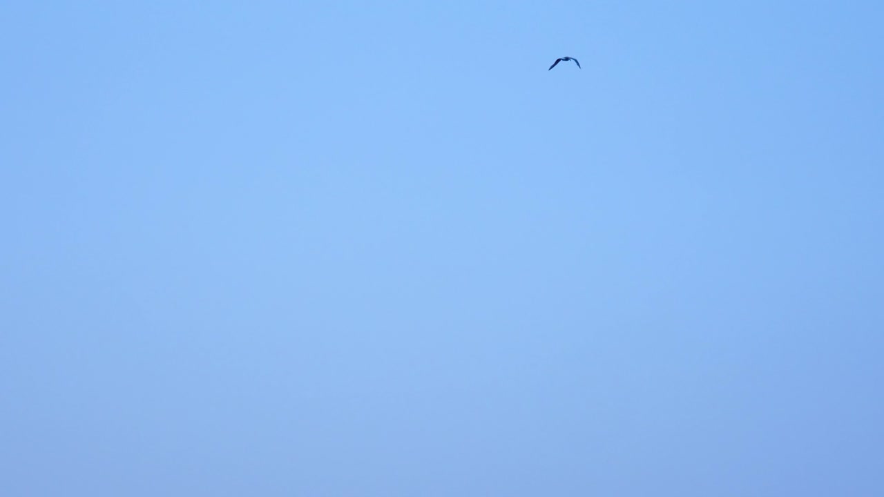 날아다니는 작은 새가 파란 하늘을 향해 날개를 흔들고 있다