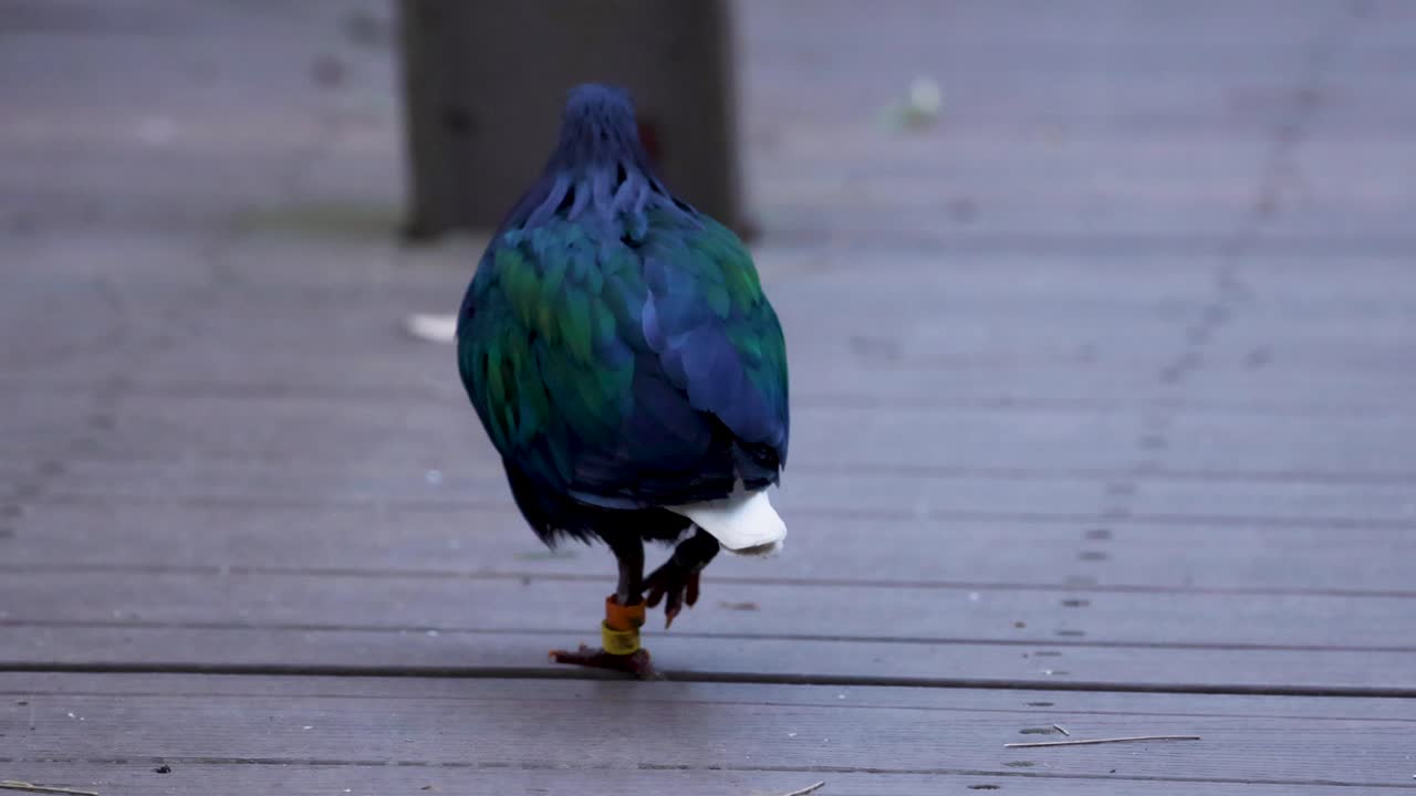 나무 길 을 고 있는 비둘기