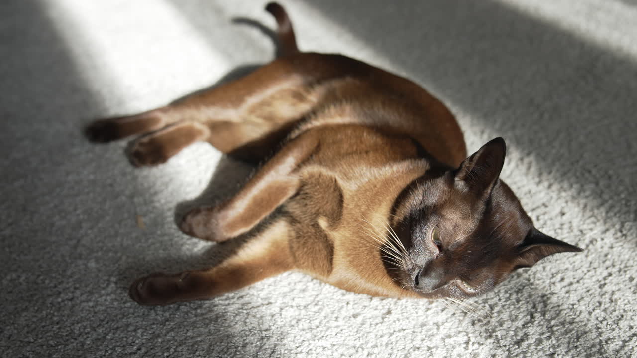 Beautiful cat resting on a comfortable carpet. Pedigree brown burmese cat laying on floor at sunlight and looking to the sides.