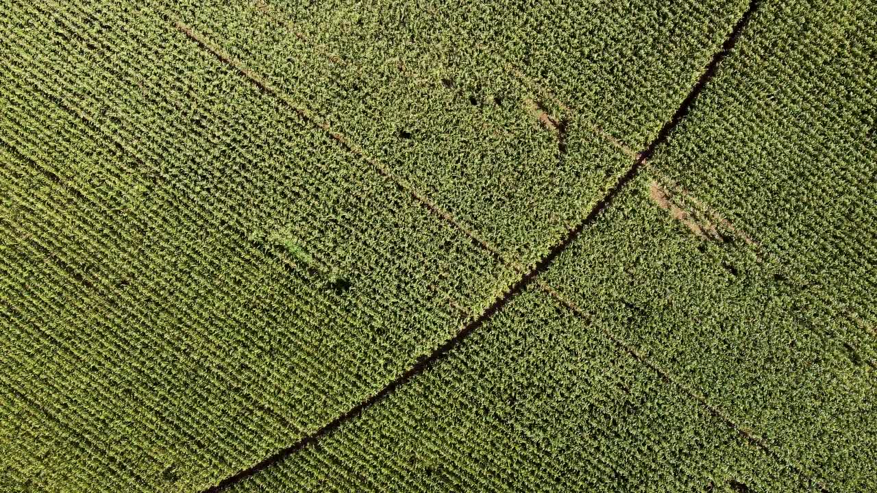 vista aérea del campo agrícola