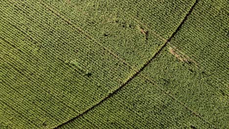 Vista-Aérea-Del-Campo-Agrícola