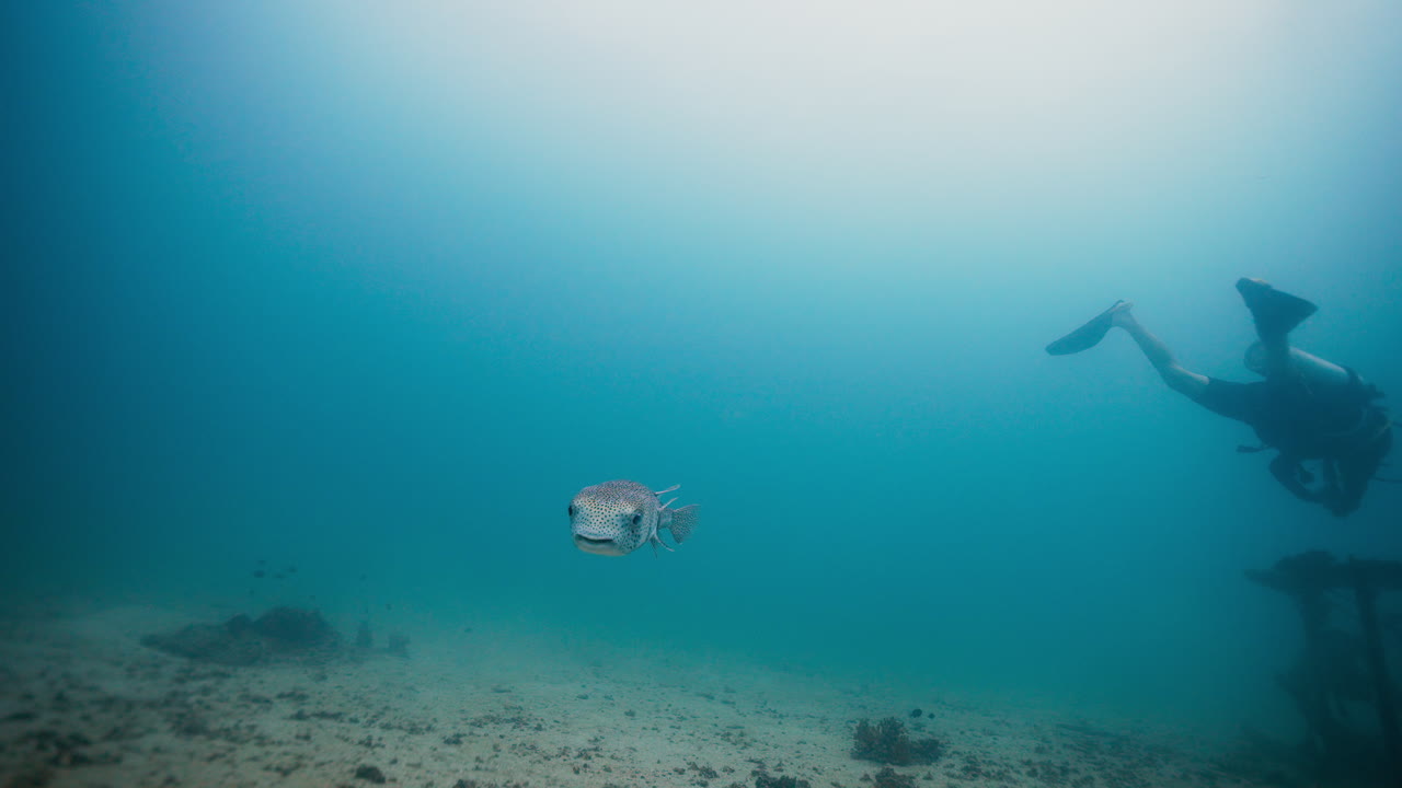 Underwater Scuba Diving with Pufferfish
