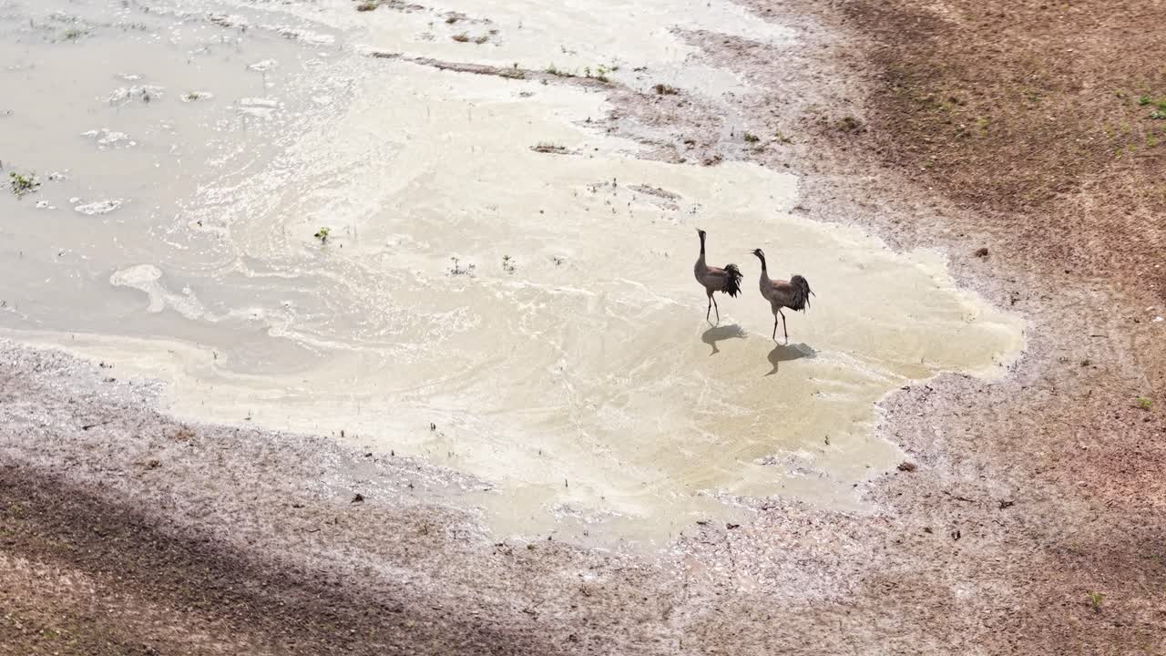 Aerial shot of two cranes walking across a muddy landscape with a dry background