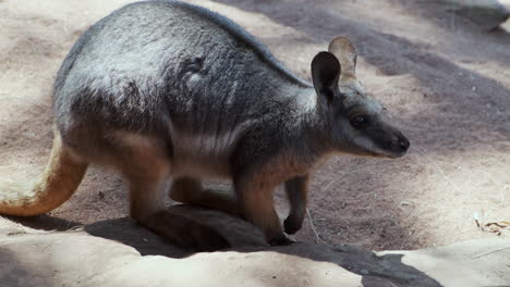 Süßes-Wallaby,-Das-Sich-Umschaut-Und-Aus-Dem-Rahmen-Springt