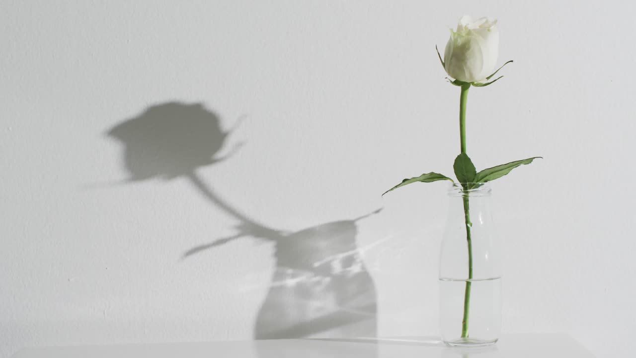 Video of white rose flower in glass vase with copy space on white background