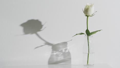 video of white rose flower in glass vase with copy space on white background