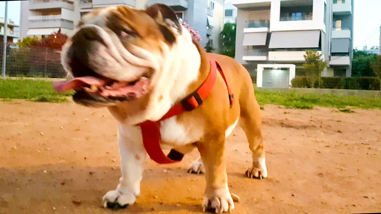 Funny happy English boxer portrait at a park.