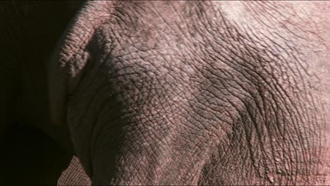 close up of two adult african elephants showing their wrinkled skin while passing each other