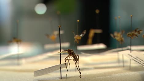 a medical scientist in a lab studies malaria 6