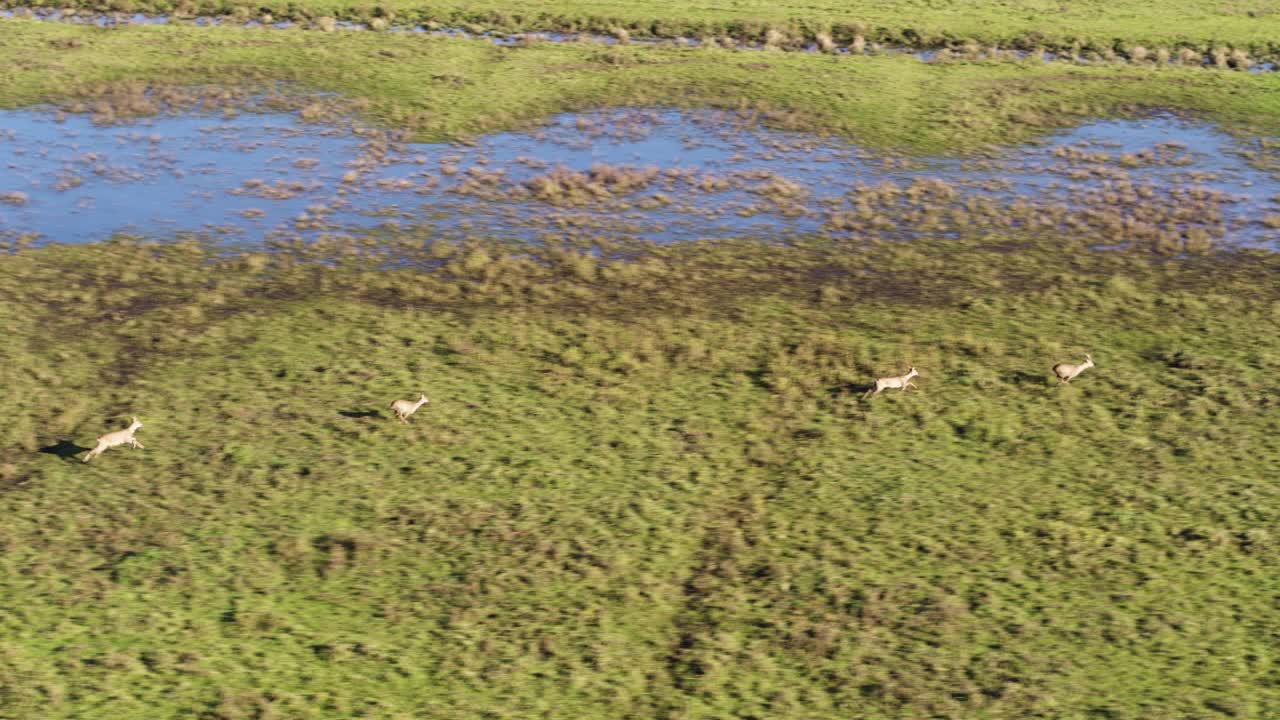 Aerial View of Antelope in a Flooded Grassland