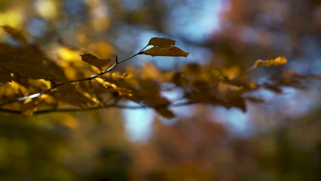 Scenic-macro-close-up-manual-focus-oak-tree-branch-and-colorful-yellow-and-orange-leafs-in-warm-autumn-fall-light-with-blue-sky-and-strong-background-blur,-moving-in-a-soft-wind-breeze