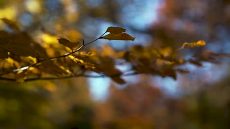 scenic macro close-up manual focus oak tree branch and colorful yellow and orange leafs in warm autumn fall light with blue sky and strong background blur, moving in a soft wind breeze