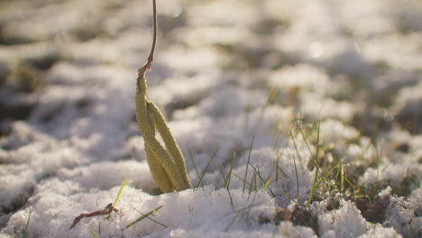 medium close up shot of the blossom of a hazelnut hanging very low to the ground, touching the snowy ground in a garden