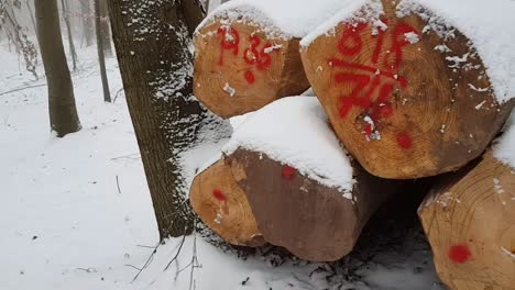 troncos cubiertos de nieve apoyados contra un árbol en un bosque cubierto de nieve en alemania, europa